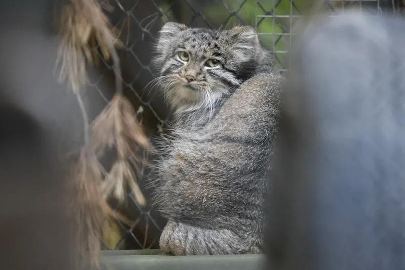 ノヴォシビルスク動物園のグレイの写真