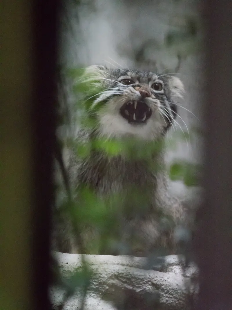 野毛山動物園のフィーガの写真