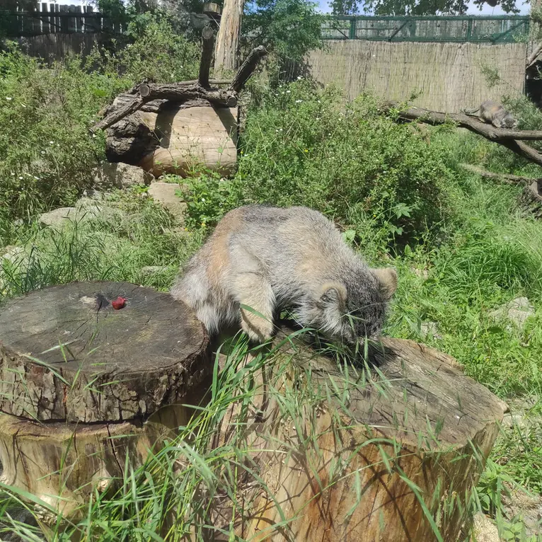 ヴロツワフ動物園のザリナの写真