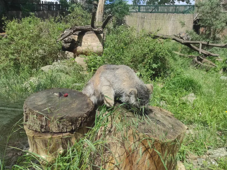 ヴロツワフ動物園のザリナの写真