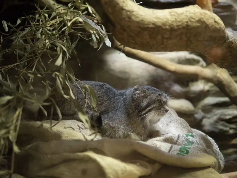 恩賜上野動物園のクリョンの写真