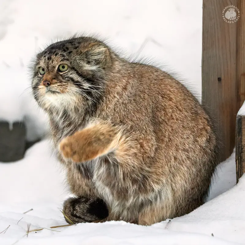 ノヴォシビルスク動物園のラストチカの写真
