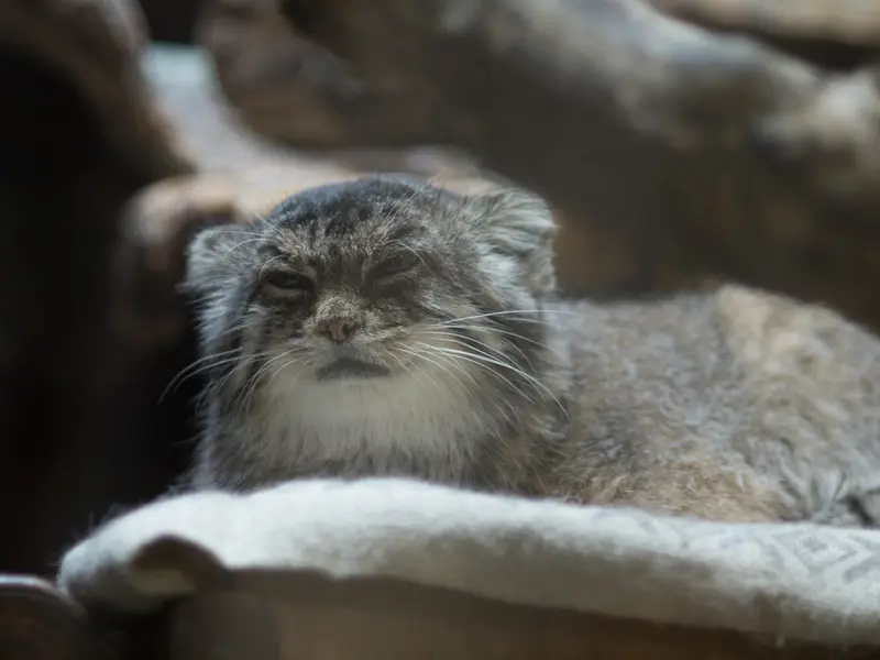 恩賜上野動物園のプリームラの写真
