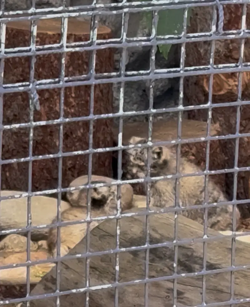 レニングラード動物園のバトゥルとアクサの写真