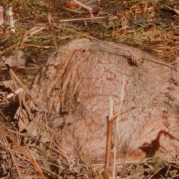 カルガリー動物園 / ワイルダー研究所のオラフの写真