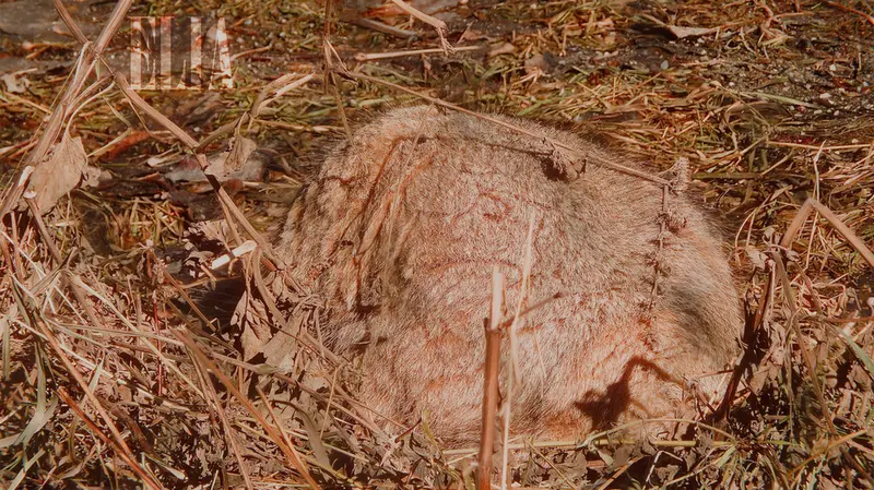 カルガリー動物園 / ワイルダー研究所のオラフの写真