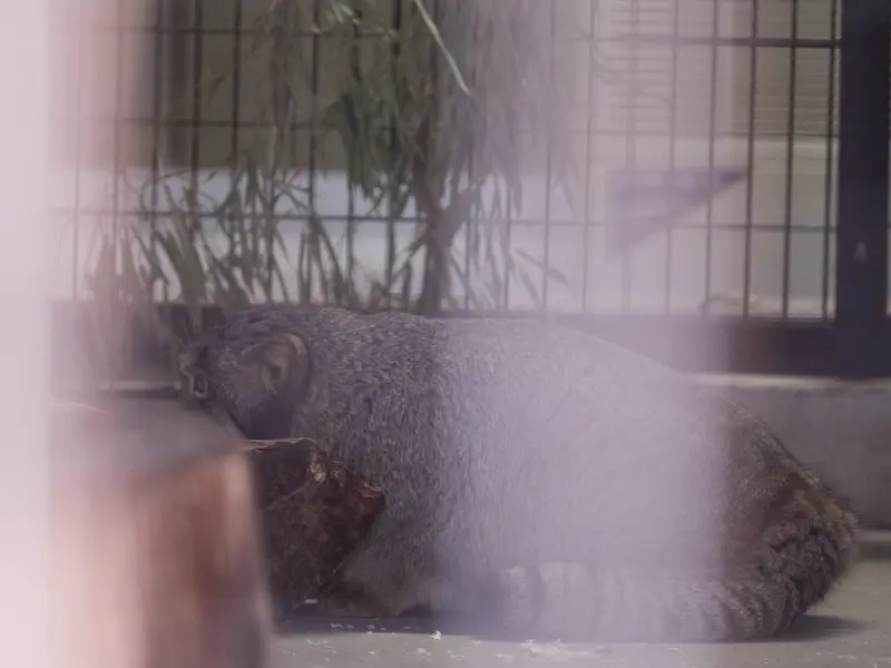 野毛山動物園のフィーガの写真