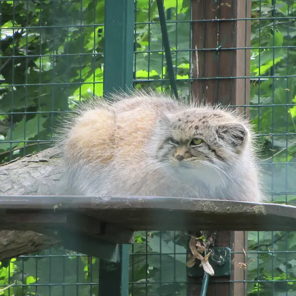 デッサウ動物園のマンニの写真