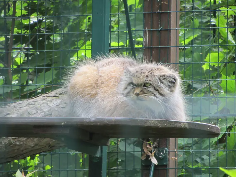 デッサウ動物園のマンニの写真