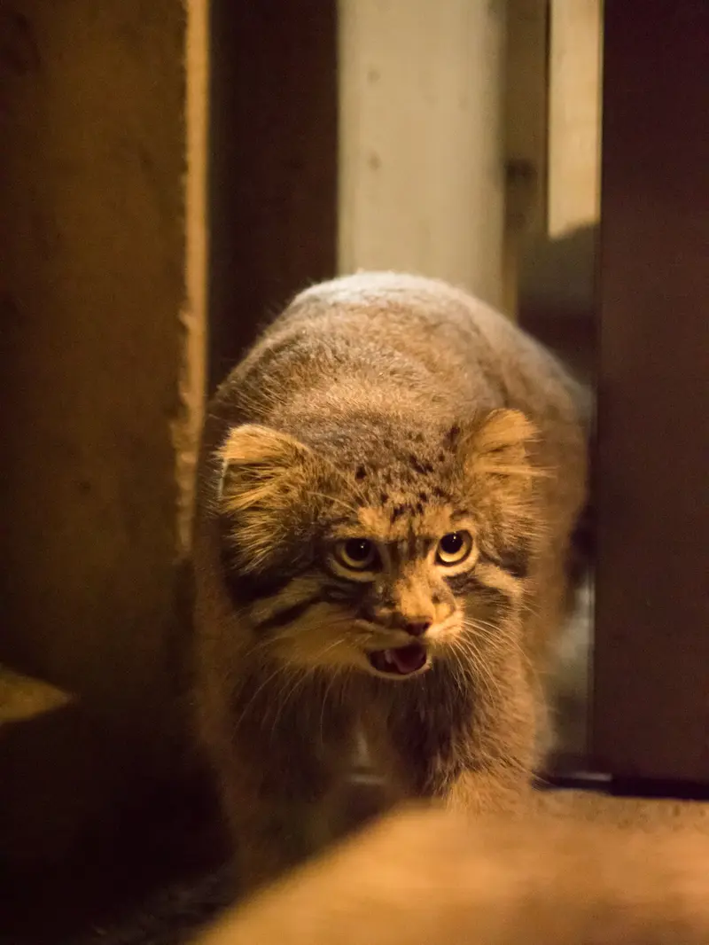 野毛山動物園のフィーガの写真