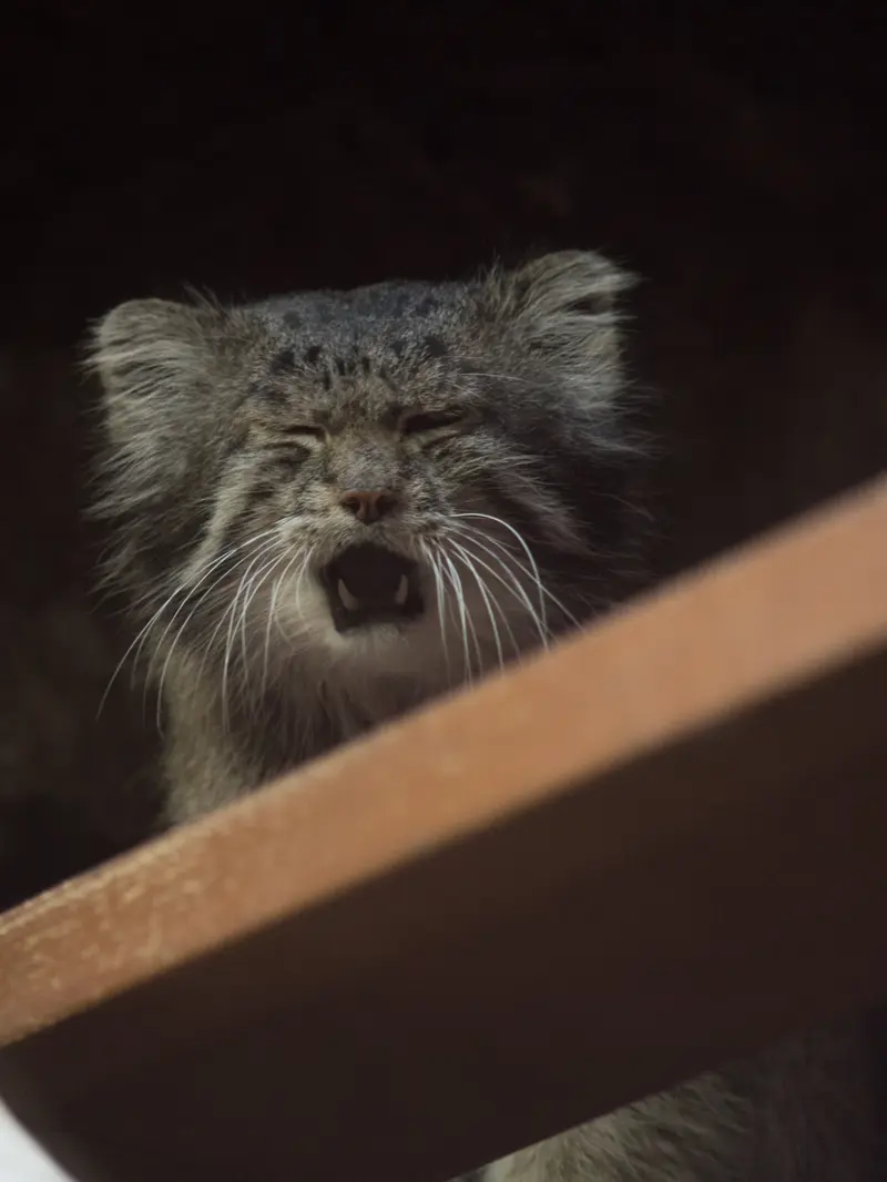 恩賜上野動物園のクリョンの写真