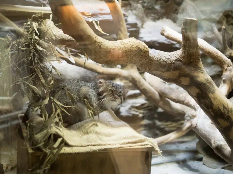恩賜上野動物園のクリョンの写真