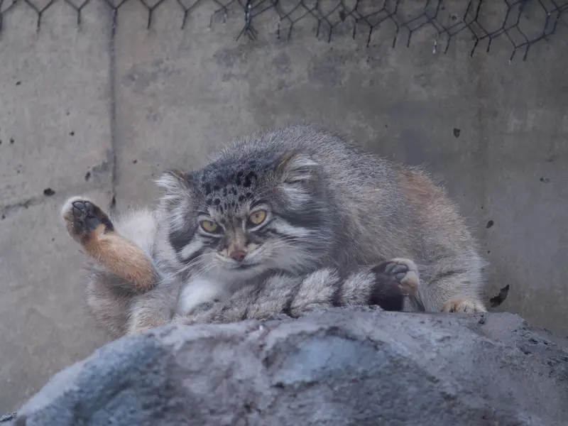 旭山動物園のグルーシャの写真