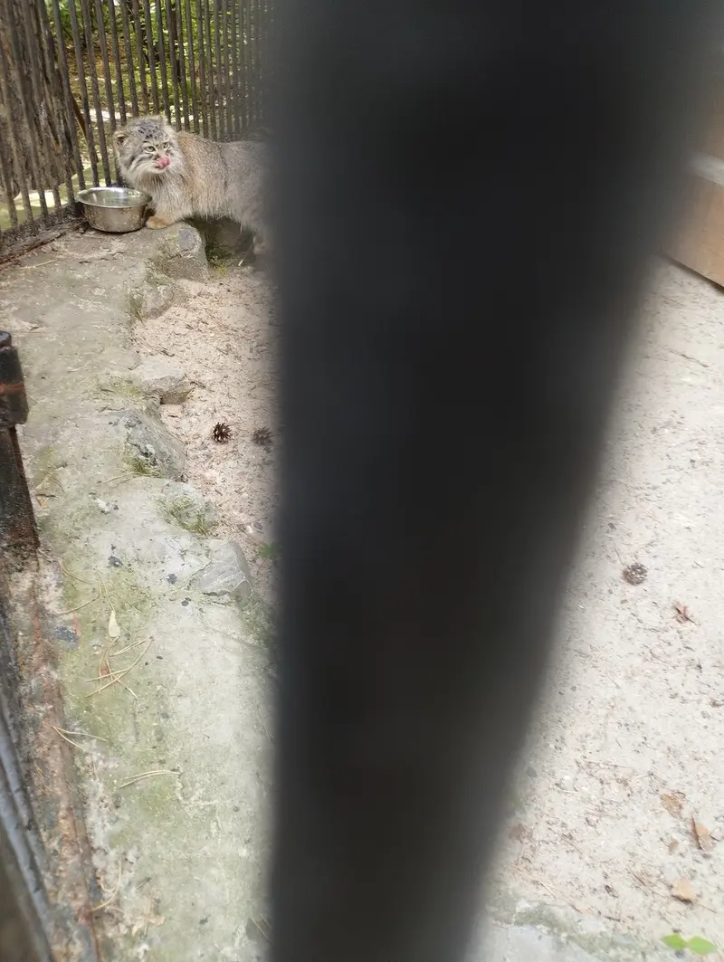 ノヴォシビルスク動物園のマヌルネコの写真