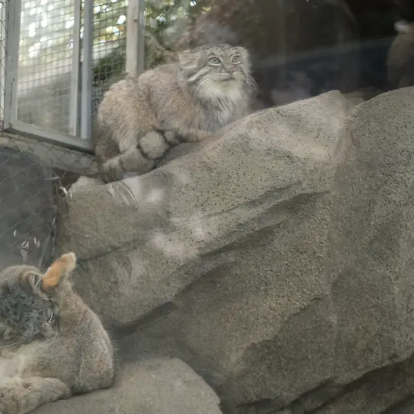 神戸どうぶつ王国のアズとメイの写真