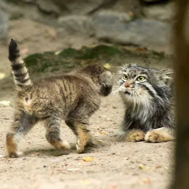 ノヴォシビルスク動物園のスネジンカの写真