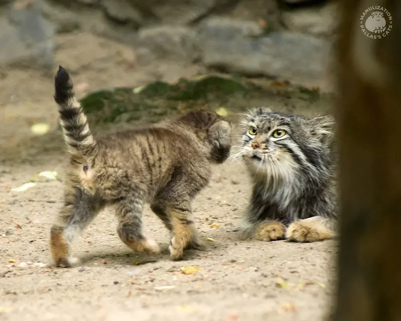 ノヴォシビルスク動物園のスネジンカの写真