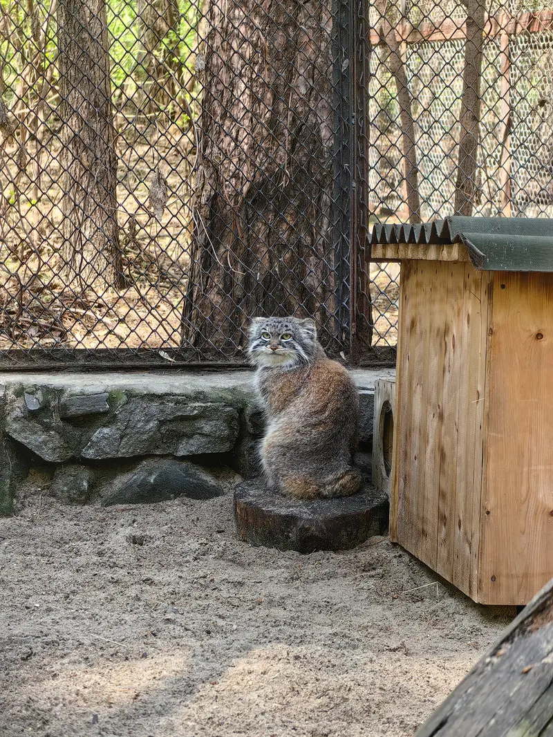 ノヴォシビルスク動物園のルフの写真