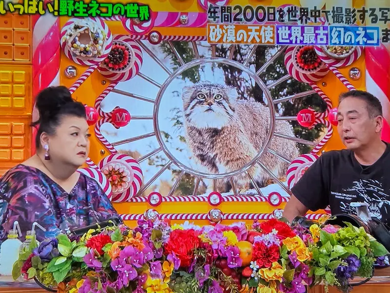 マヌルネコの写真