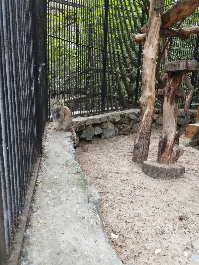 ノヴォシビルスク動物園のマヌルネコの写真