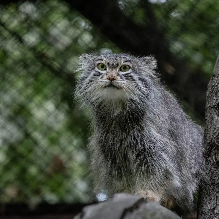 ノヴォシビルスク動物園のスネジンカの写真
