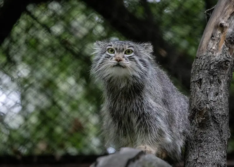 ノヴォシビルスク動物園のスネジンカの写真