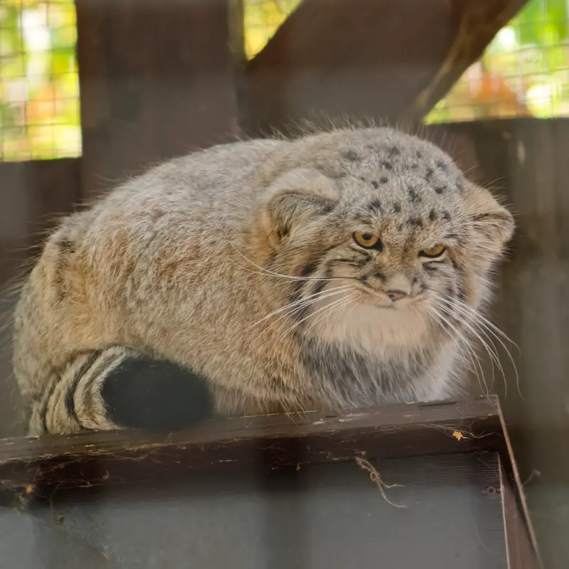 コシツェ動物園のアラニの子（2026年生まれ）Ⅱの写真