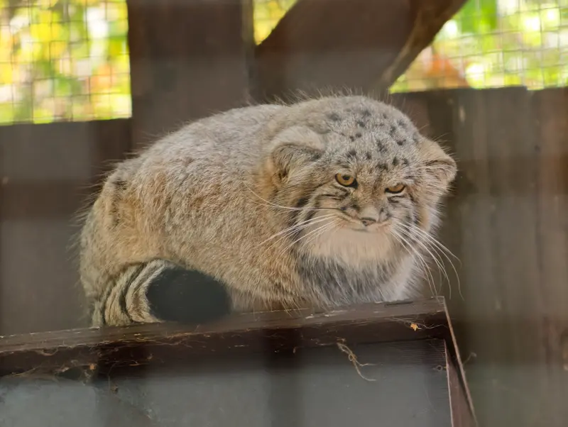 コシツェ動物園のアラニの子（2026年生まれ）Ⅱの写真