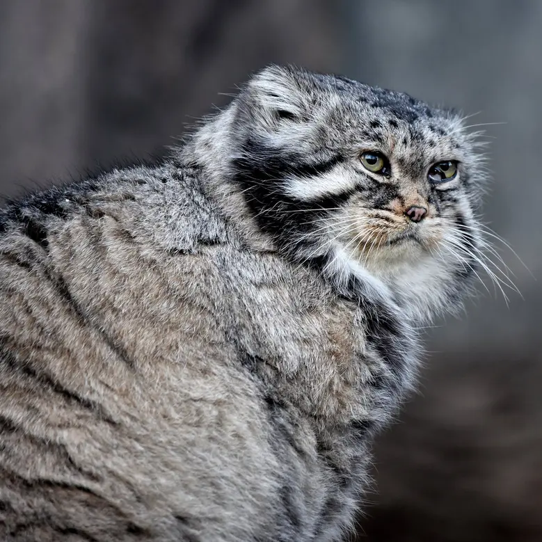 モスクワ動物園のヴァディムの写真