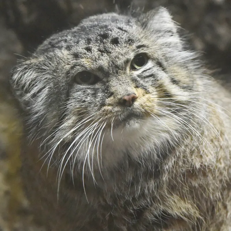 恩賜上野動物園のドローの写真