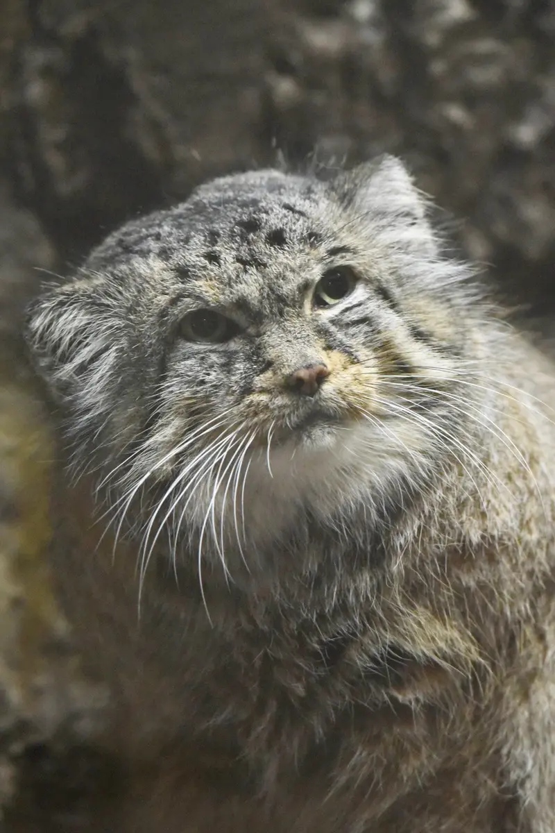 恩賜上野動物園のドローの写真