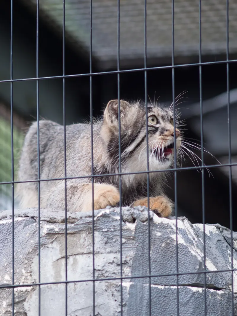 旭山動物園のヒデの写真