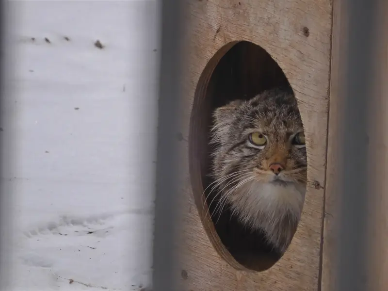 ノヴォシビルスク動物園のグレイの写真
