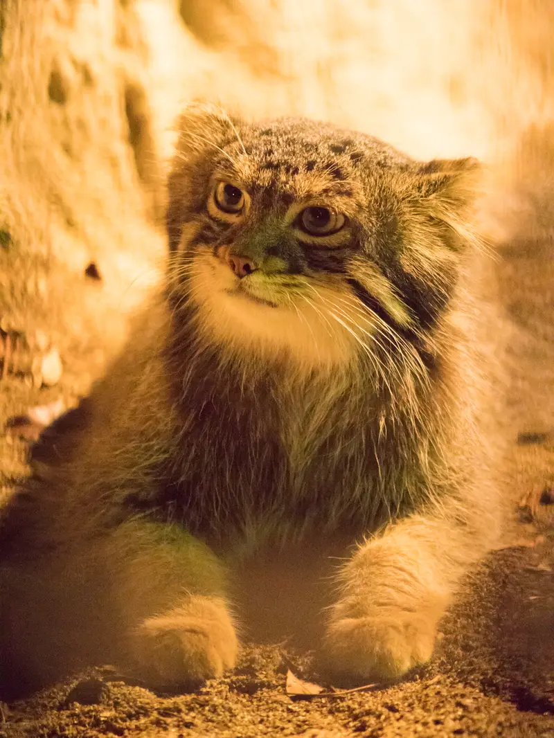 野毛山動物園のフィーガの写真