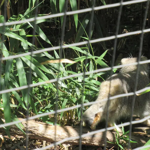 スミソニアン国立動物園のセバとアカルの写真
