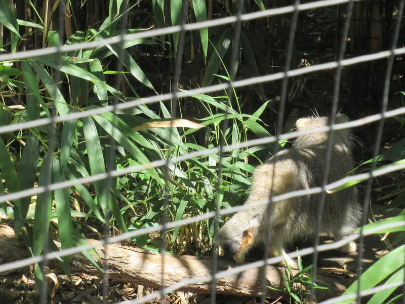 スミソニアン国立動物園のセバとアカルの写真