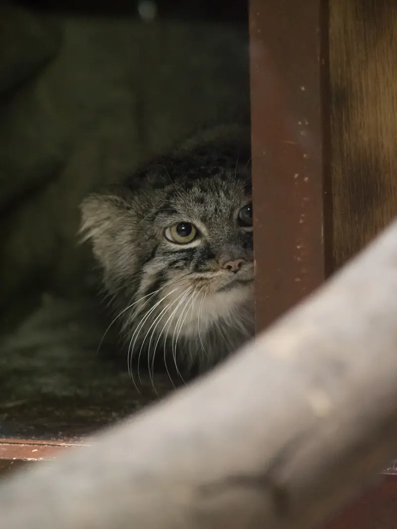 恩賜上野動物園のサフランの写真