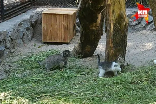 ノヴォシビルスク動物園のマヌルネコの写真