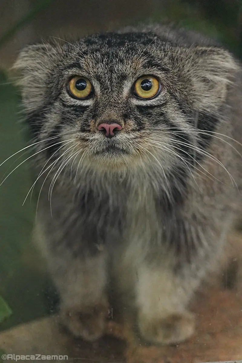 神戸どうぶつ王国のナルの写真