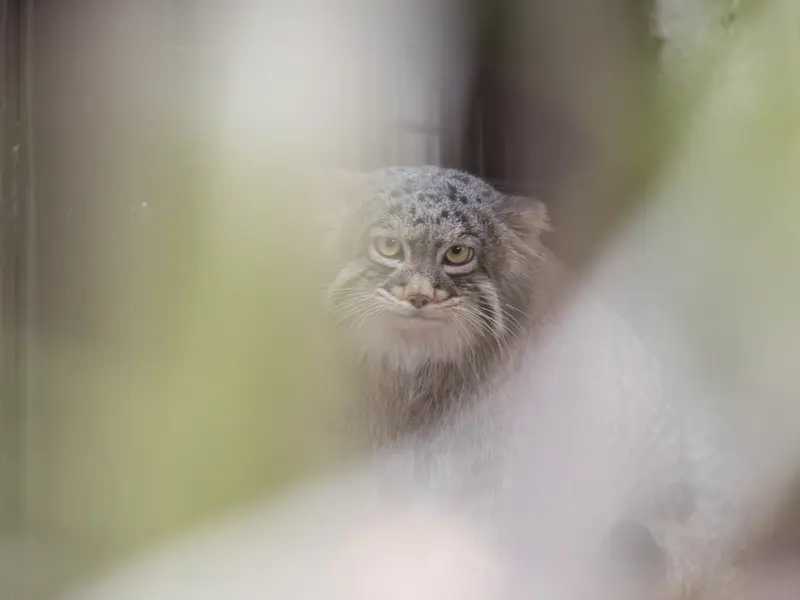 野毛山動物園のフィーガの写真