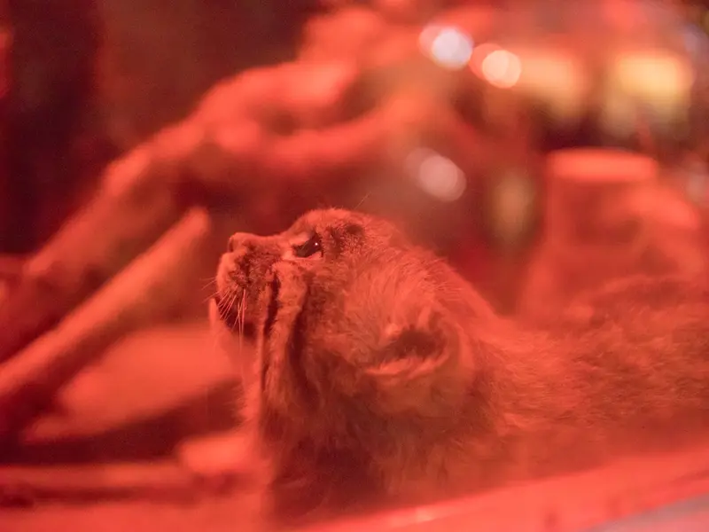恩賜上野動物園のナイマの写真