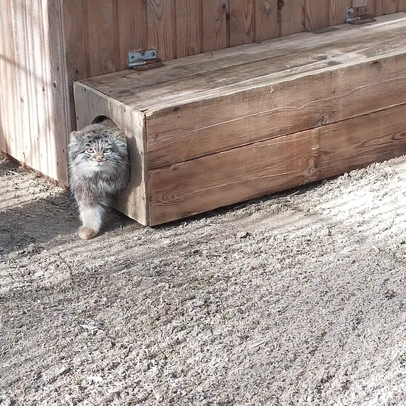 ノヴォシビルスク動物園のカトゥンの写真