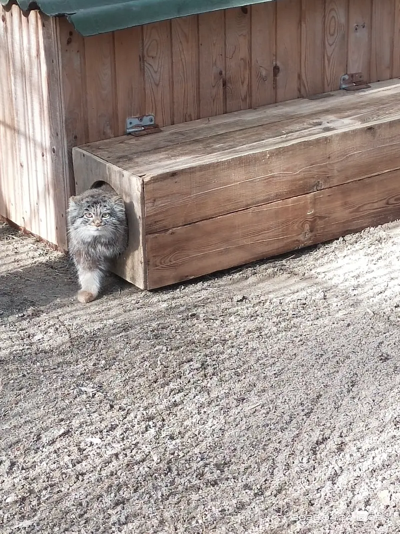 ノヴォシビルスク動物園のカトゥンの写真