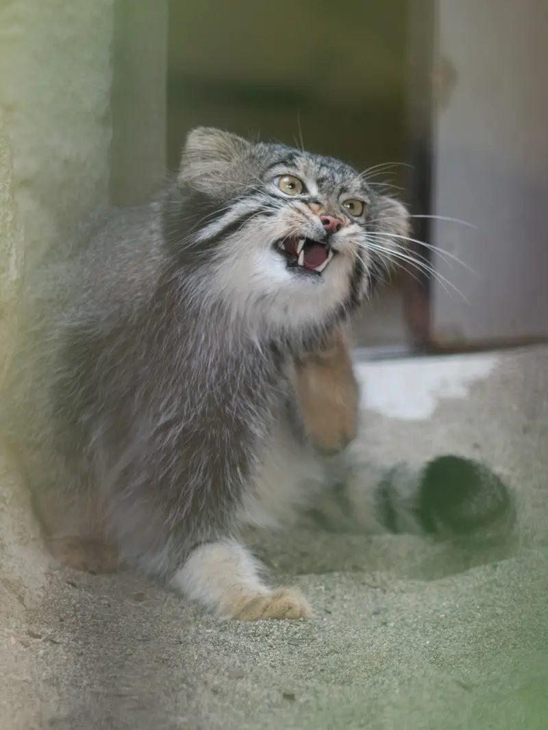 野毛山動物園のフィーガの写真