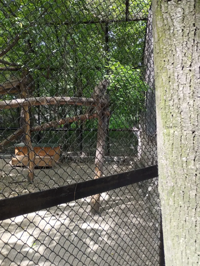 ノヴォシビルスク動物園のマヌルネコの写真