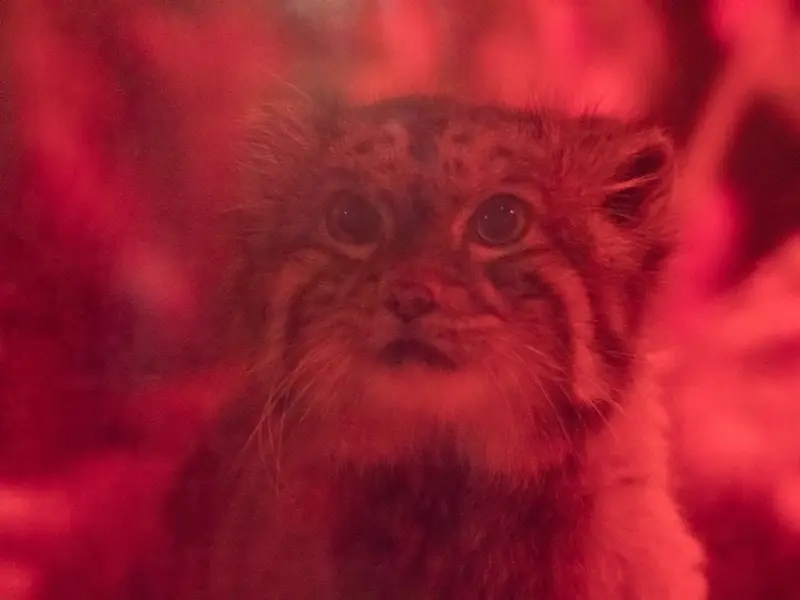 恩賜上野動物園のナイマの写真