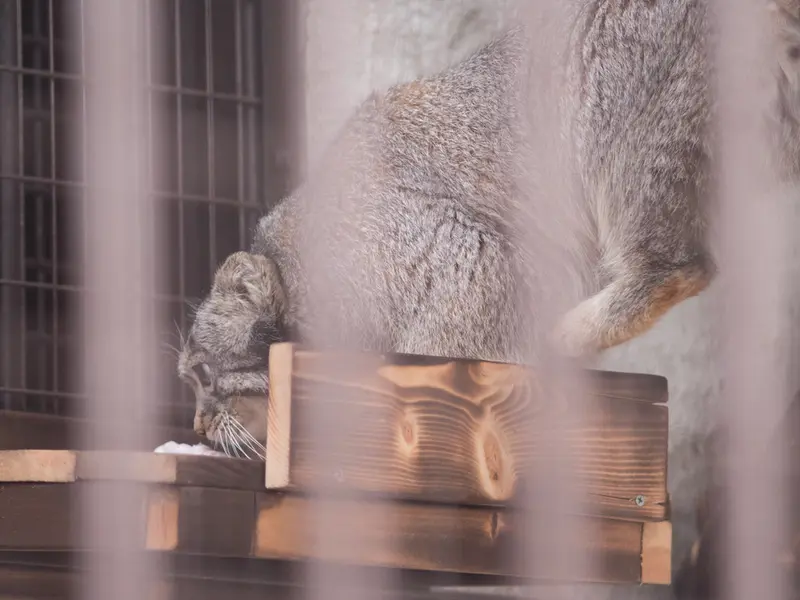 野毛山動物園のフィーガの写真