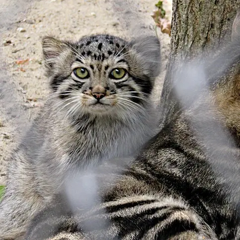 ノヴォシビルスク動物園のコソグラジクの写真