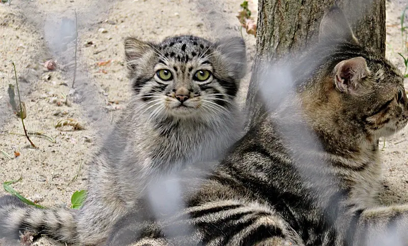 ノヴォシビルスク動物園のコソグラジクの写真