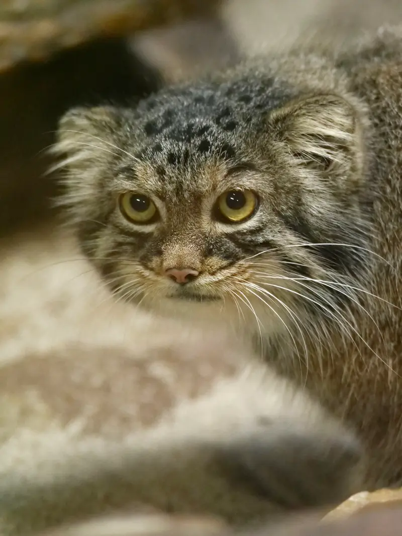 恩賜上野動物園のサフランの写真